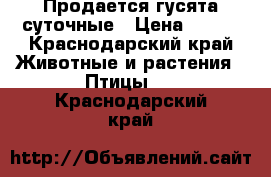 Продается гусята суточные › Цена ­ 170 - Краснодарский край Животные и растения » Птицы   . Краснодарский край